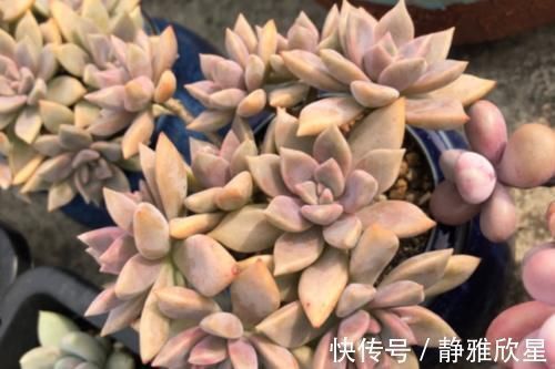 紫雾和淡雪不是同一种多肉，但它们都是胧月的孩子，而且非常好养