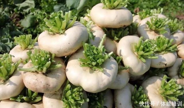  种植超过2000年，常被误认为萝卜，南方见得多，吃法更百变