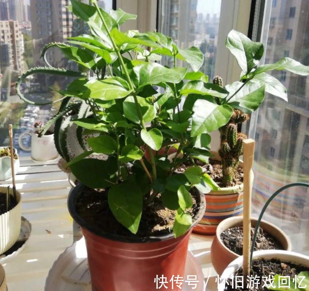 这花不能换盆,现在一动土,小命不保!