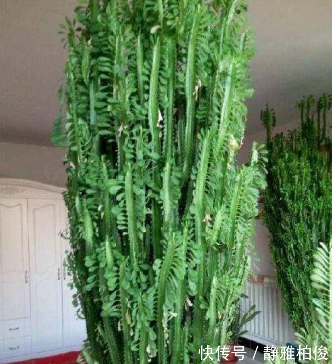 米兰花|土豪都养3种花,四季常青,镇宅又旺财,生长健壮,旺盛粗壮