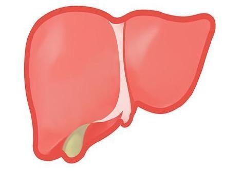 膳食纤维|早上是养肝“黄金时间”,早餐吃对了,肝脏多半会越来越健康