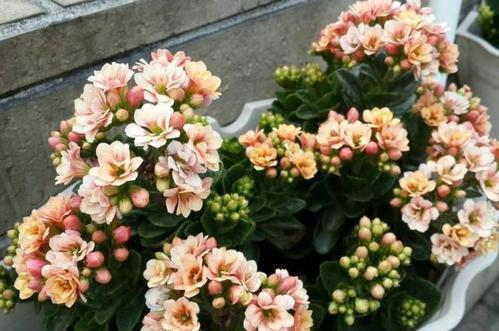 四种皮实花,观赏价值高,还寓意吉祥,能净化空气,值得拥有