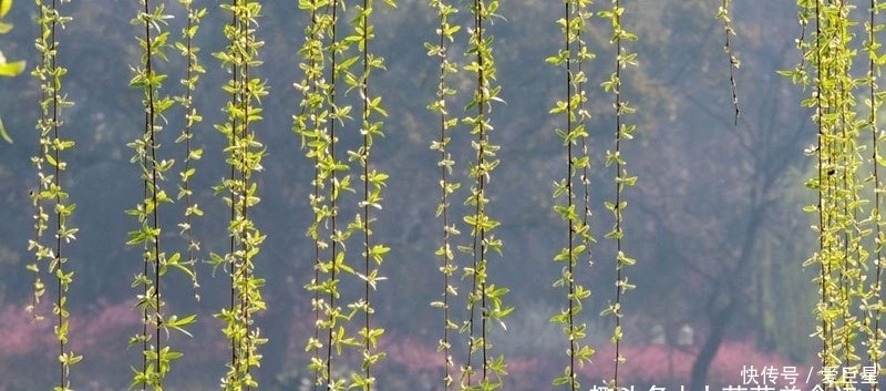 春吃芽,5种“春芽”要多吃,2种“毒芽”可别吃,健康最重要