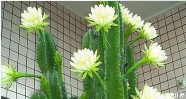 有钱人都养3种花,镇宅又旺财,好养漂亮,养在客厅最合适