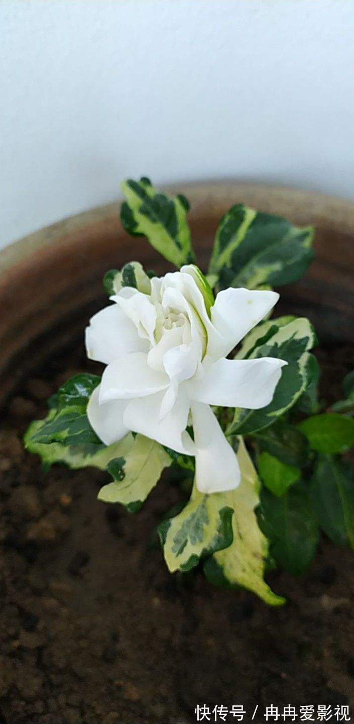 秋季养花大合集,30种花,你想要的我全有!