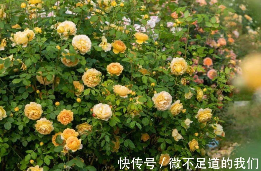 它们是有着“花中皇后”称号的月季,却又被赞誉为“仙女”