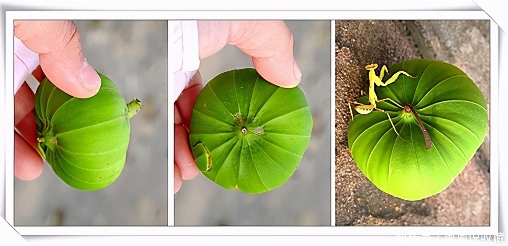 文玩|告诉大家3种稀奇古怪的文玩小玩意儿