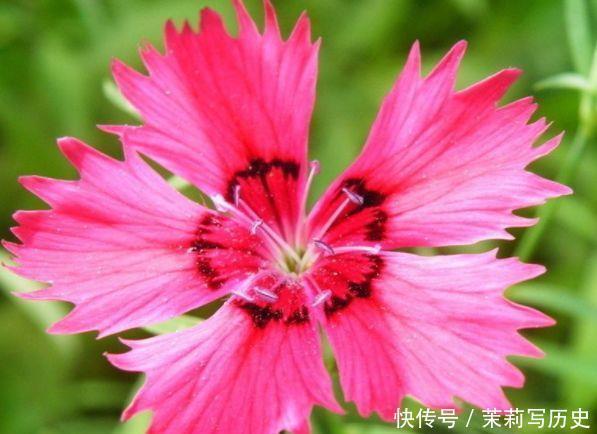 4种花“很爱开花”，一养就“花开满盆”，给点水就疯长