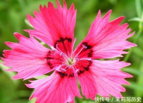 4种花“很爱开花”,一养就“花开满盆”,给点水就疯长