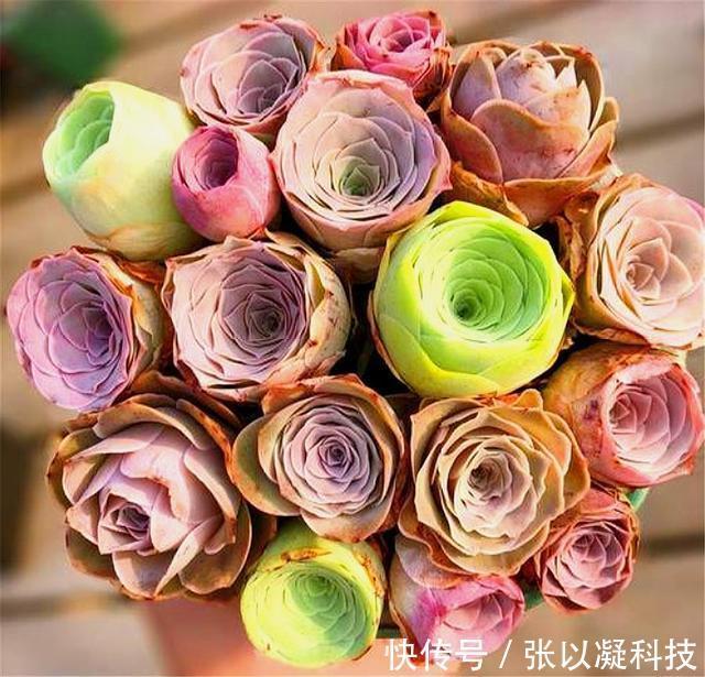 朋友养多肉年年挂一半,只用了1招,饱满水灵,度夏越冬超简单