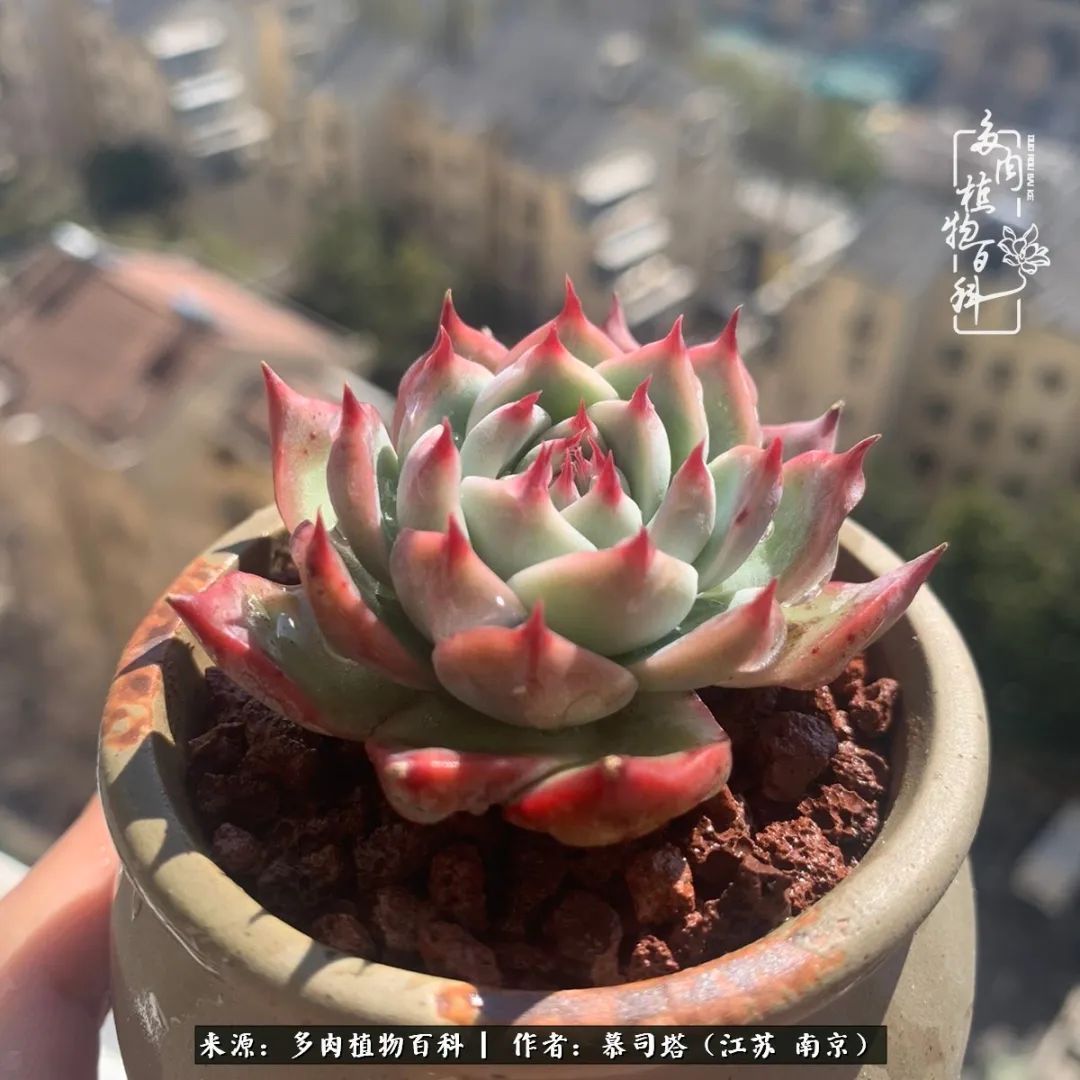 当多肉小白磕上吉娃娃!把自己都要美哭了!