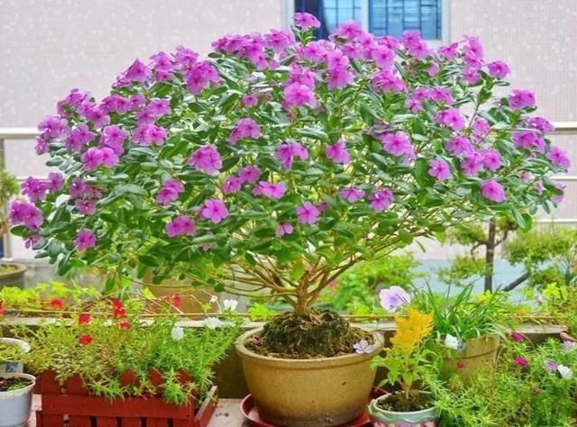 6种便宜花,用心养一年,麻雀变凤凰,越养越精贵