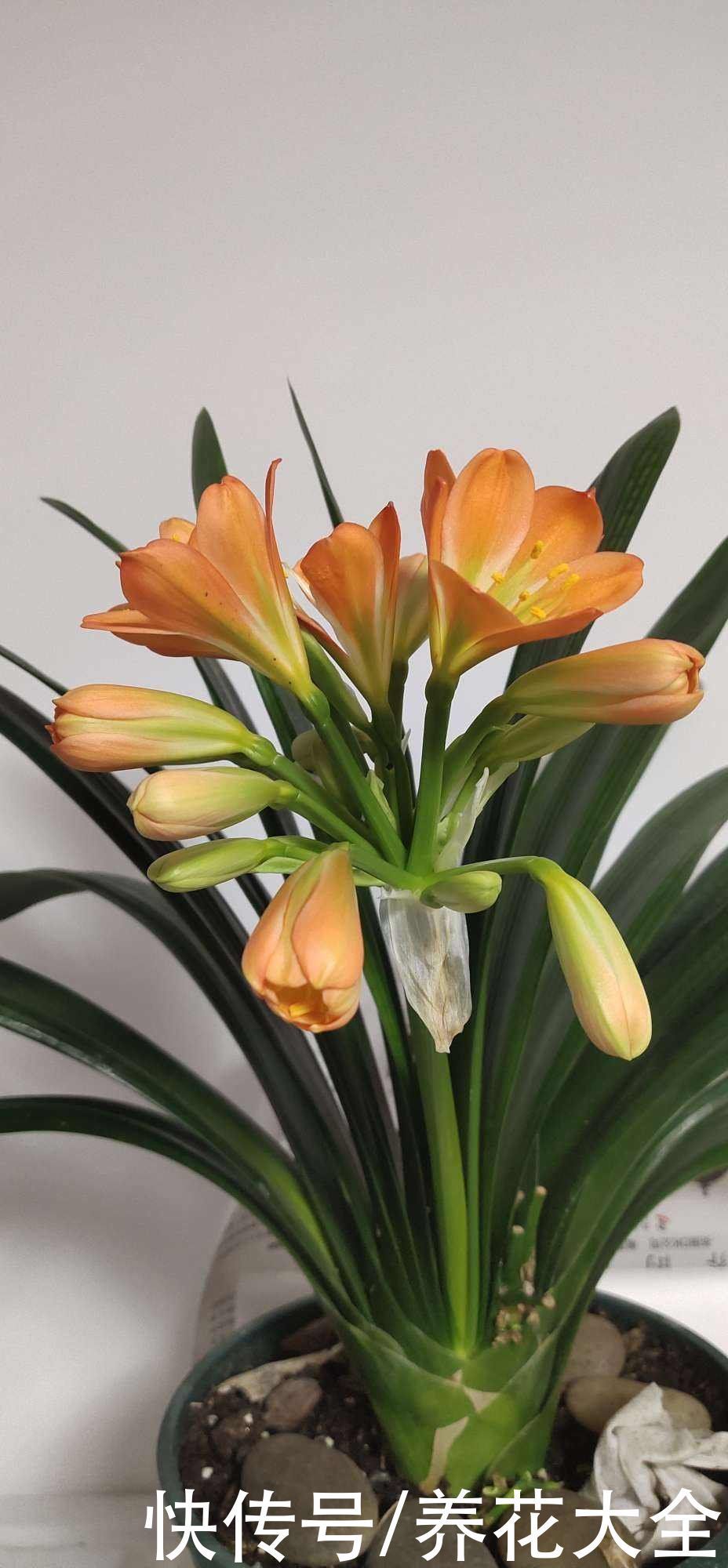 投资|3种花适合投资,养得越久越值钱,还能养成传家宝