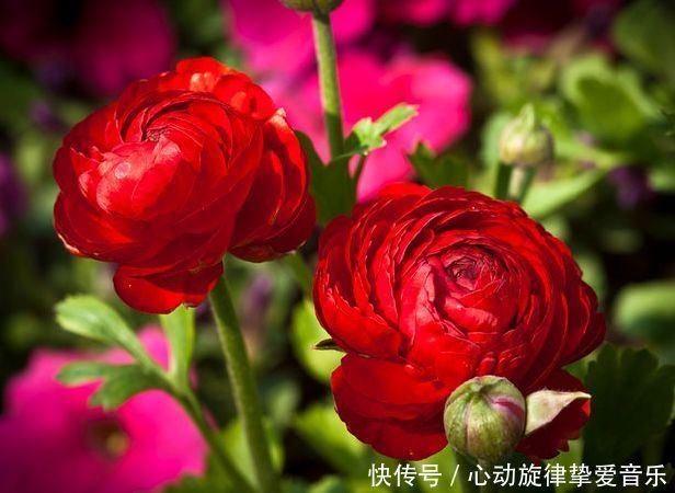 一种名字和牡丹莲花有关的花卉,观赏价值很高,养起来也很简单