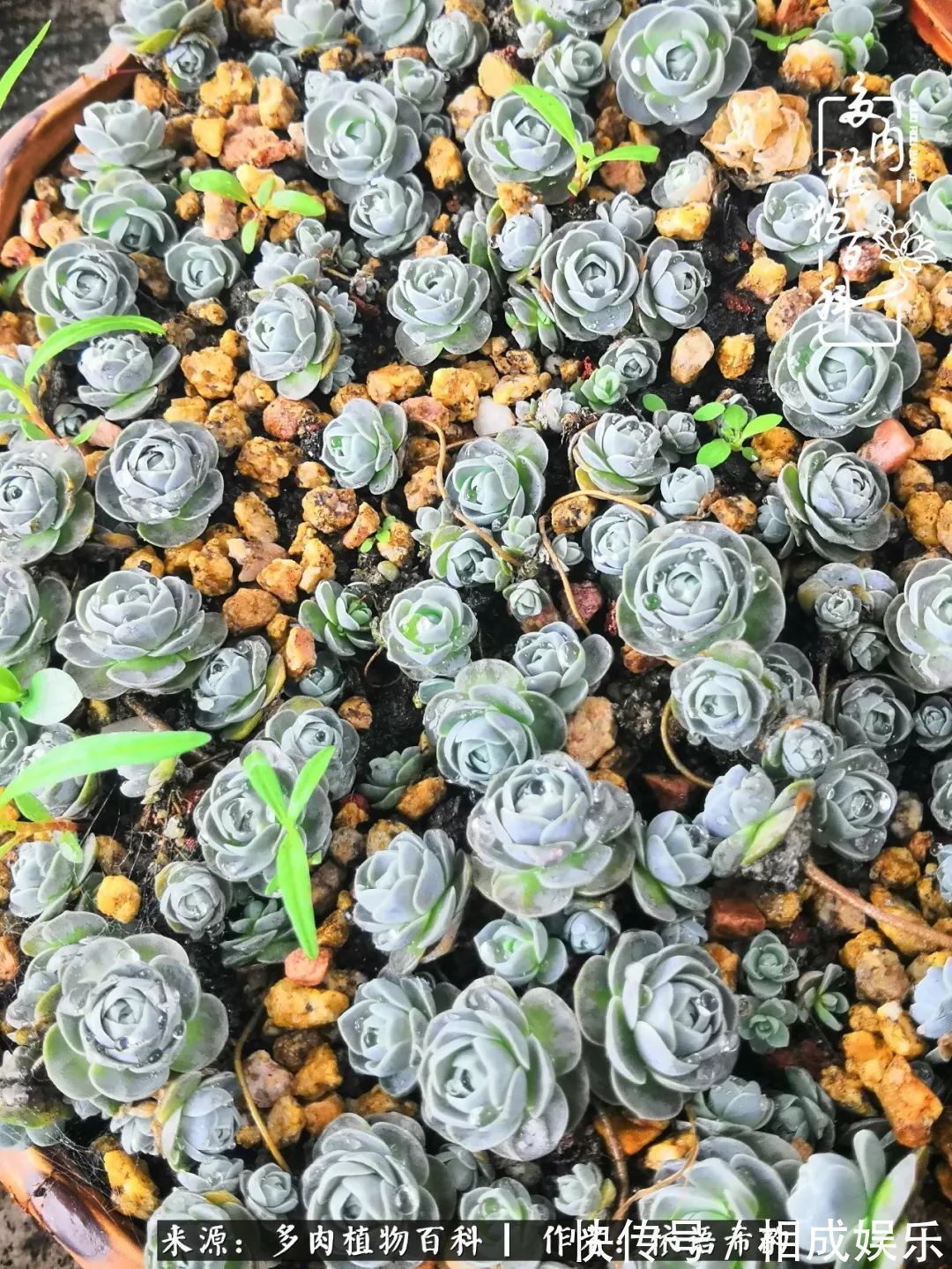 何以解忧,唯有多肉!目光所及,皆是喜欢!