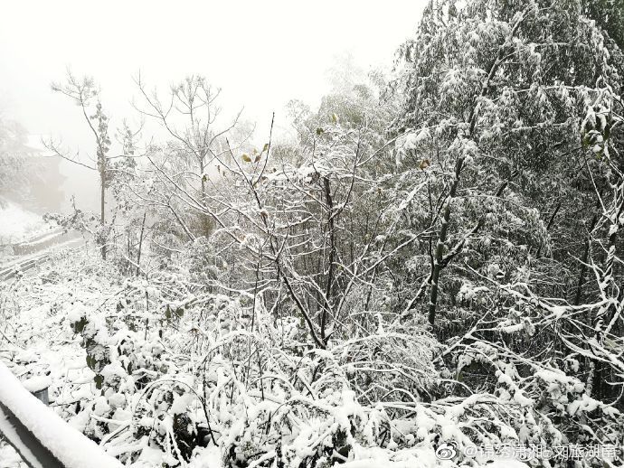 森林|湖南多地迎来2020年下半年来首场降雪 ·雪中的神秘森林