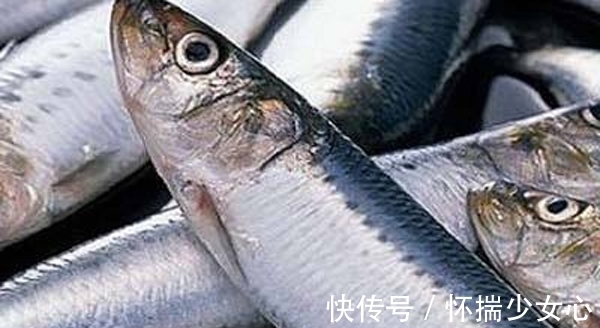 海域|南极犬牙鱼是银鳕鱼吗?它和银鳕鱼有什么区别?