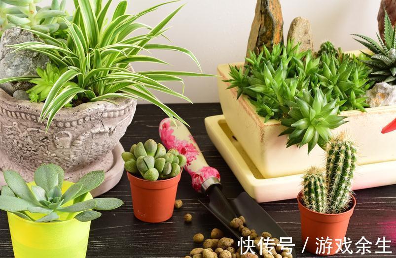 养花界的流行的口诀技巧,你能记住多少