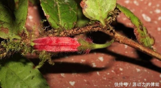 农村|农村一种植物,人称“叶上花”,盆栽很漂亮,采枝条就行,别挖根!