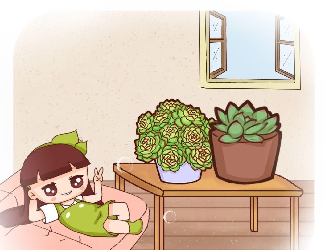 4种多肉最适合懒人养,叶子厚实难徒长,养到就是赚到!