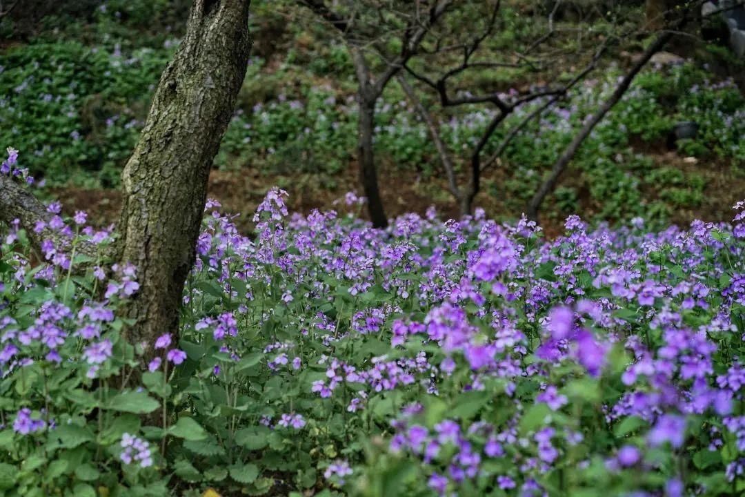 国学大师季羡林写过的花，正盛开在黄鹤楼公园