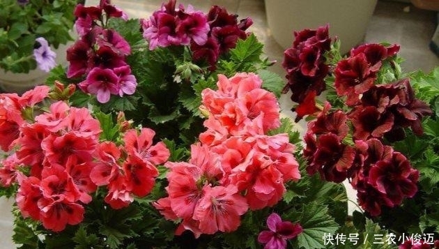天竺葵扦插繁殖, 一盆变多盆, 夏天长爆盆!