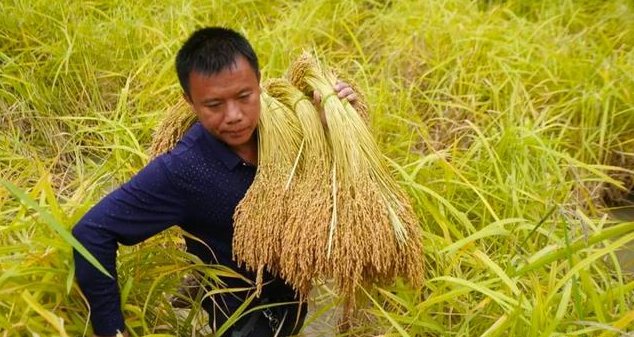 老话“牛年财发鼠蛇鸡，辛丑宜种麻菽米”，啥意思？