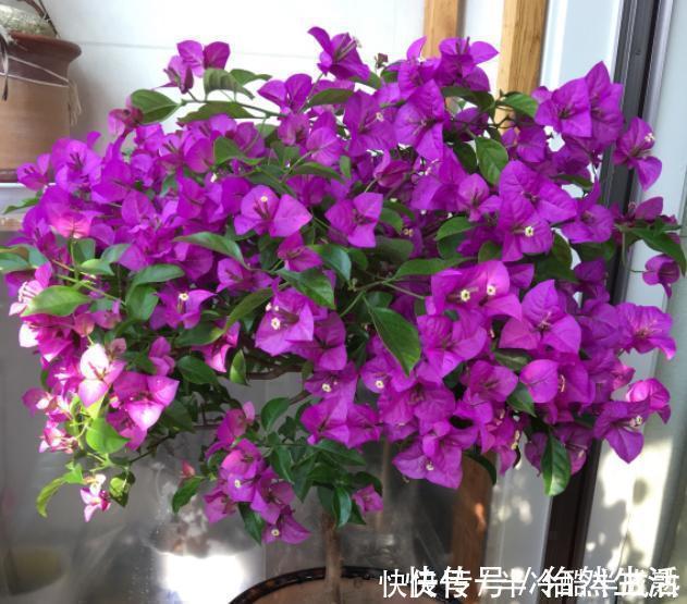 三角梅这些品种最勤花,一年四季开不停,花多得不见叶!