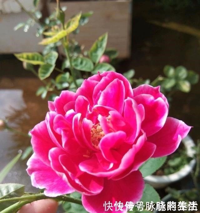 花瓣|这花开得太漂亮了,简直就是神仙颜值,难怪大家称它为“妖花”!