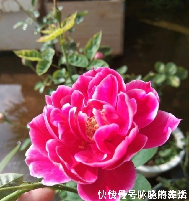 花瓣|这花开得太漂亮了，简直就是神仙颜值，难怪大家称它为“妖花”！