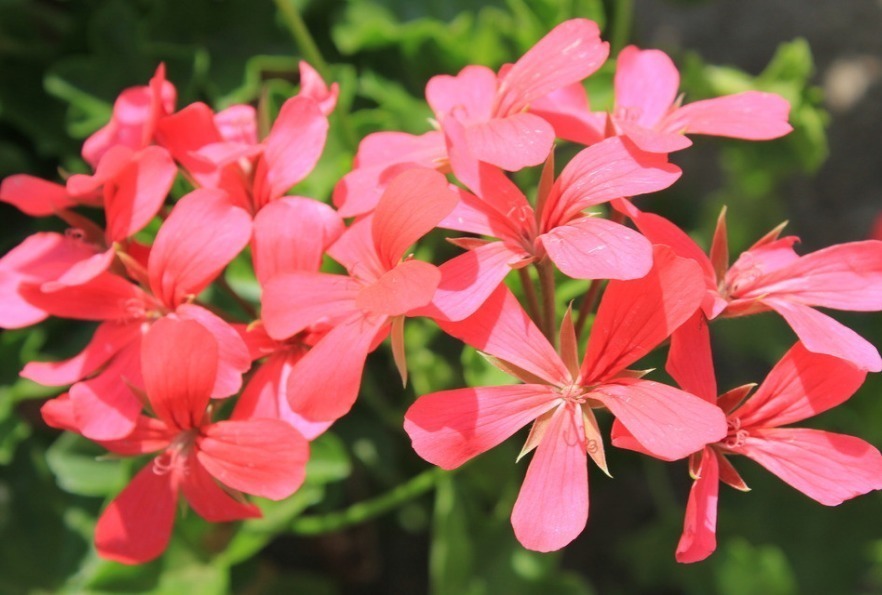 3种“懒人花”,浇水越多死得越快,30天不管也旺盛,全年花不断