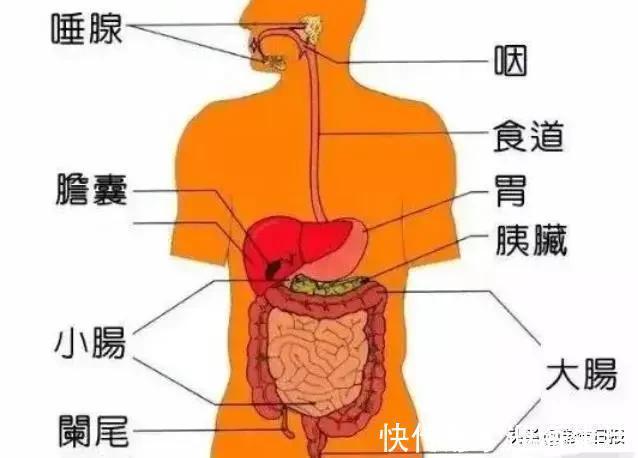 苦瓜|胰岛素的“加速器”被找到，不是苦瓜，糖友多吃，或可让血糖稳定