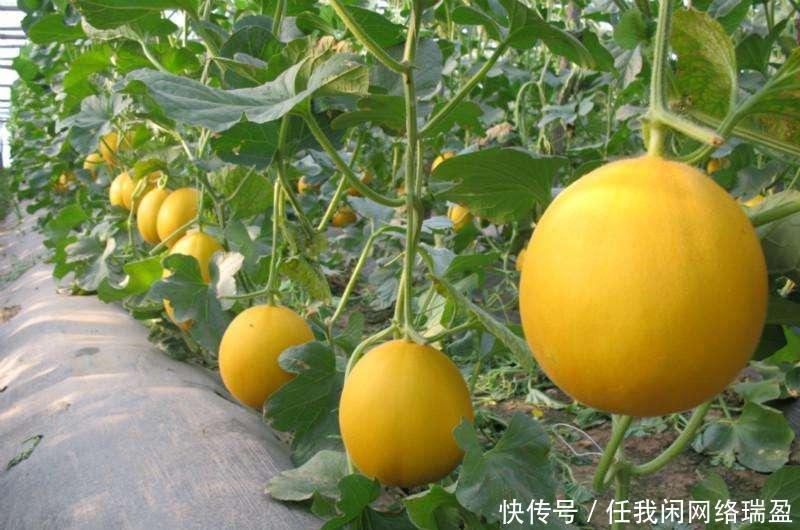 部位|甜瓜比西瓜更值得吃, 好吃不胖, 但小心它这个部位有剧毒!