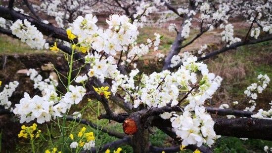 油菜花|康养微度假 龙岩赏花游园之旅走起