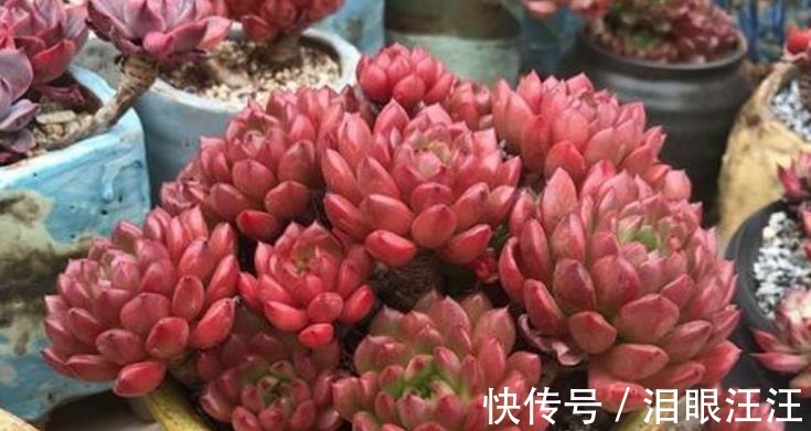 养护|4种漂亮多肉植物，号称“爆头小能手”，养一年长成群生手捧花