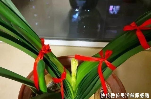 王大爷|退休老人养君子兰,花箭长到60厘米高,只用了1种土和1种水!