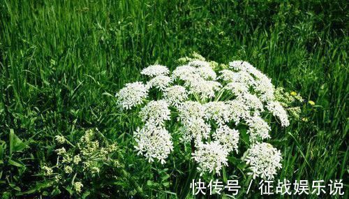 良药|一片白芷7味良药！白芷用的好，7大功效受用一生，全家都受益