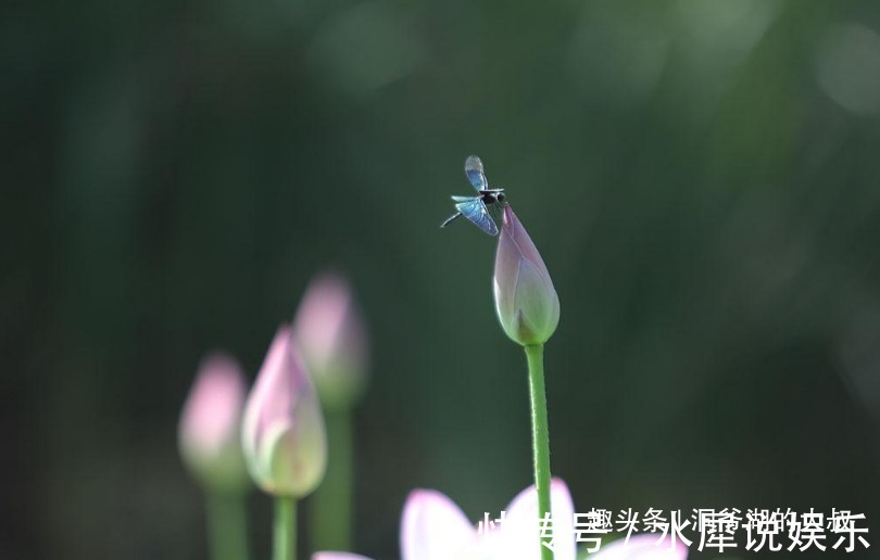 傲娇|从不依赖男人的三大生肖女，不愿向别人低头，骨子里很傲娇