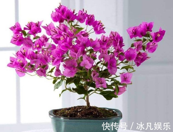 养三角梅，大爷有“妙招”，花苞“翻倍长”，次次开花都“爆盆”