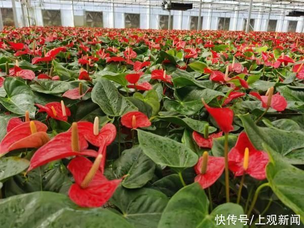 崇明岛上，竟藏着一片这么美的红掌花海！她们来自热带雨林，已“定居”上海