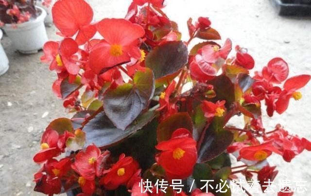 枝条|7前，这3种花最适合扦插，“养不死”易爆盆，叶绿花还多