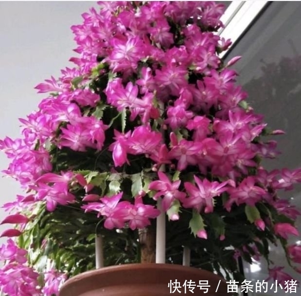 家里要养4种花,开花吉祥又喜庆,养庭院,十里飘香