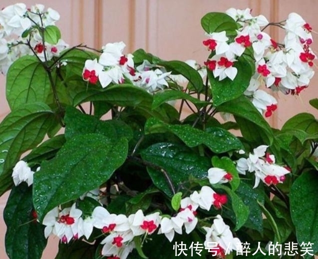 4种花养家里，好养又漂亮，开花多花期长