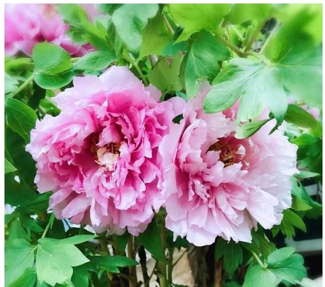 我在自家庭院种以下花，邻居闻到花香，纷纷赶过来观赏