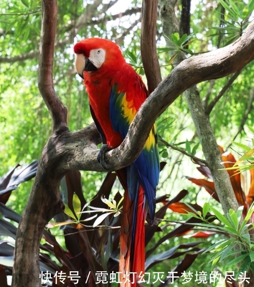 高像素|加持高像素只为解析力?vivo S7丛林秘境展对样张细节的要求更严苛