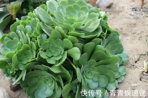 花友|多肉“玉龙观音”好养吗？记住6字诀，叶子肥厚翠绿