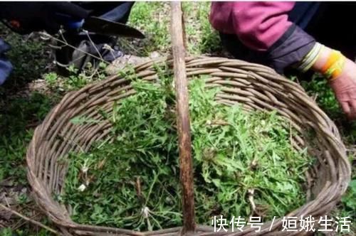 泡水|蒲公英的叶子、根茎、花泡水喝,作用是否相同?日常牢记两不喝!