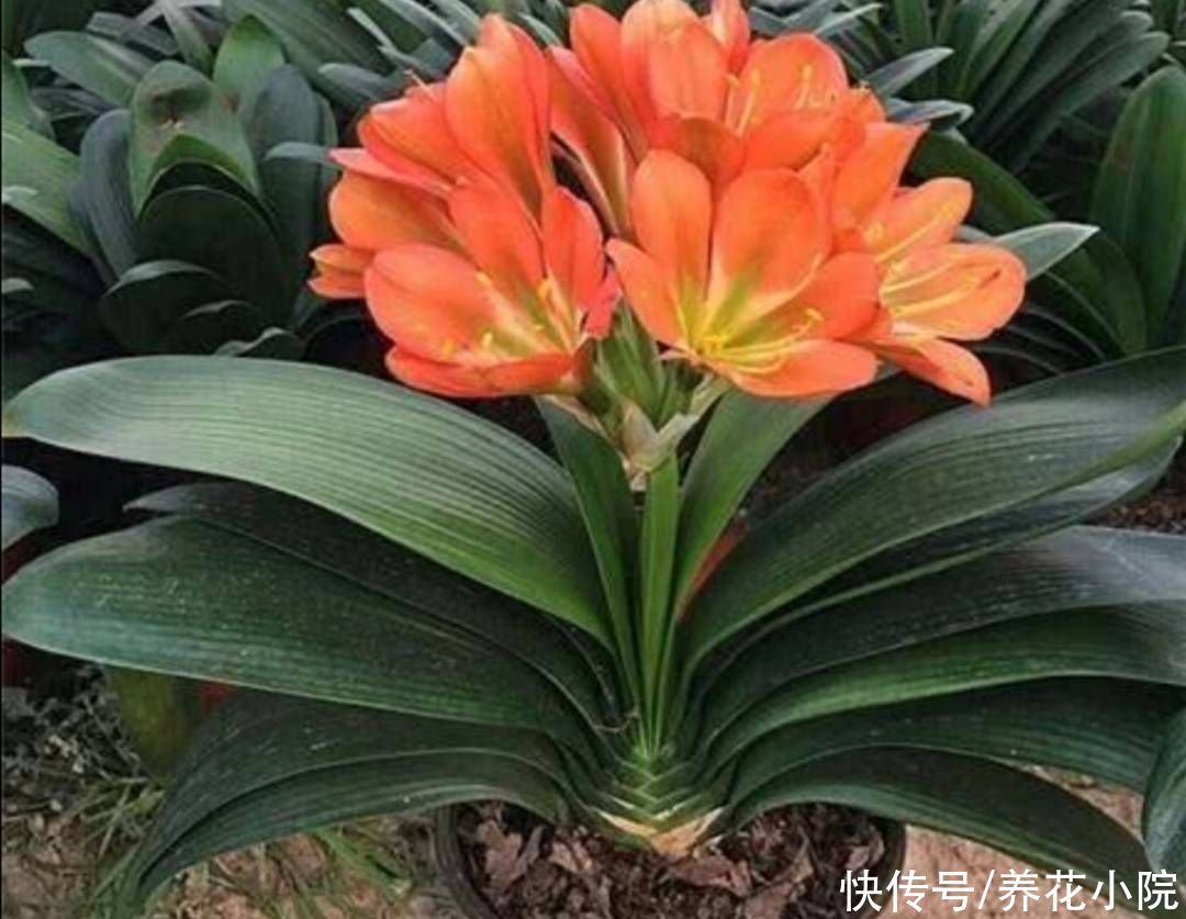 吊兰|家里养4种花，秋天给它换盆换土，才能长势更旺