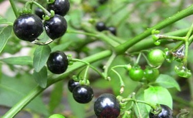 效果|路边黑黑甜甜的小果实,竟有如此效果,真是不敢相信,建议收藏!