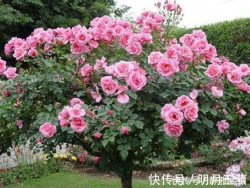 花中皇后|再穷此花也要种2棵,被誉为“花中皇后”,冻不死,花开300天